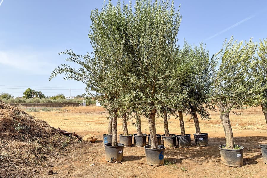 2 Olivenbäume Olea Europaea 